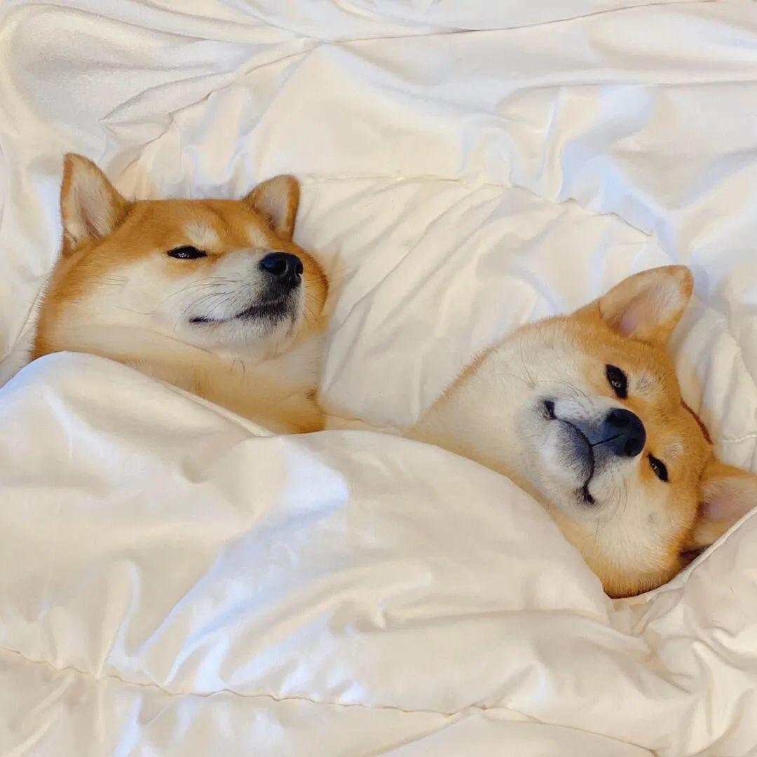 7组柴犬超可爱的壁纸背景图