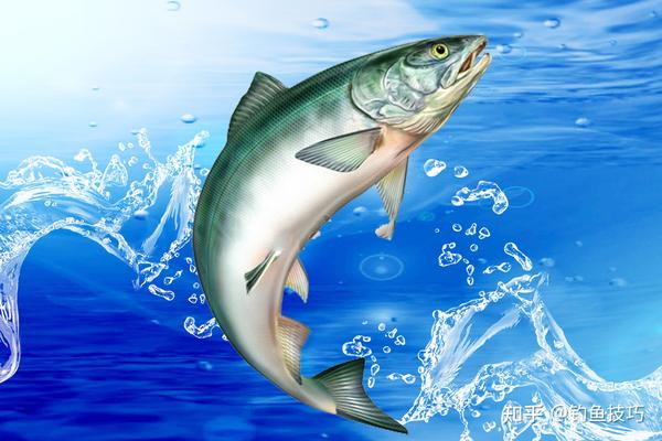 钓大青鱼时有哪些诱鱼方法 哪些小药对青鱼的诱鱼效果最好 知乎