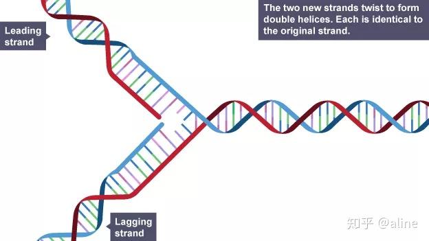 Alevel生物学习要点：DNA的复制（上） - 知乎