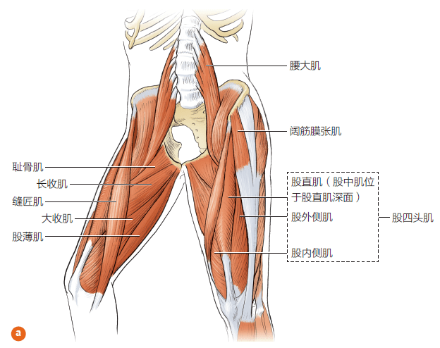 主要参与肌肉:摆动侧主要有髂腰肌和股直肌(屈髋),缝匠肌(屈髋,外旋)