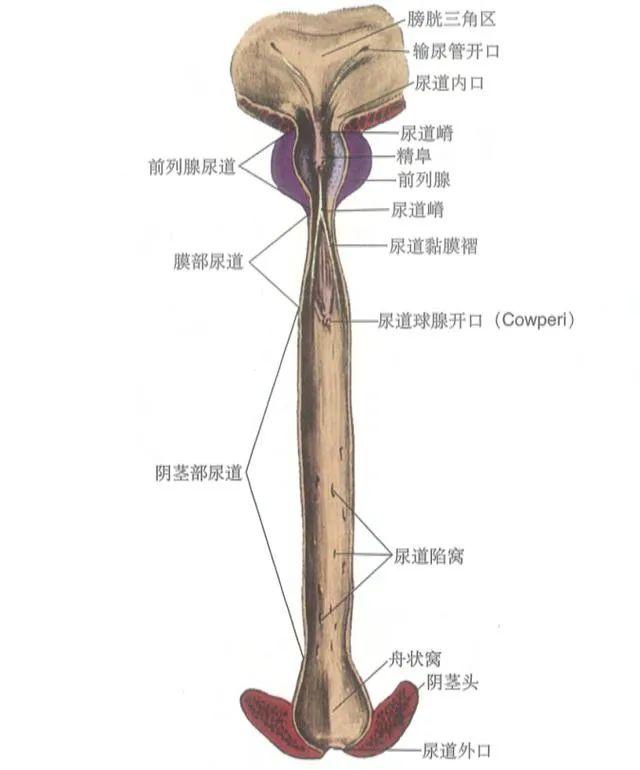 前列腺自身的组织结构