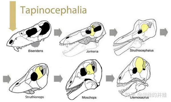 上图是一些貘头兽类的头骨结构(图片来源自http://reptileevolution.