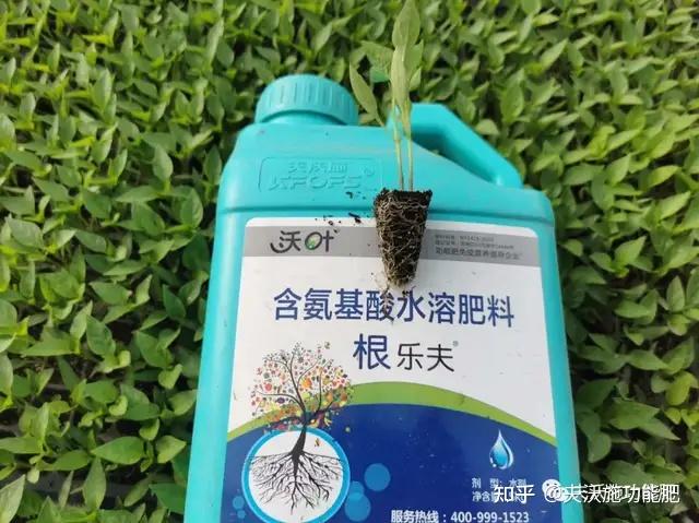 生根剂的正确的使用方法,看这篇就够了 - 知乎