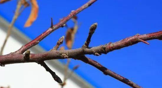 果树冬剪注意事项 区分花芽和叶芽 提升来年开花坐果率 知乎