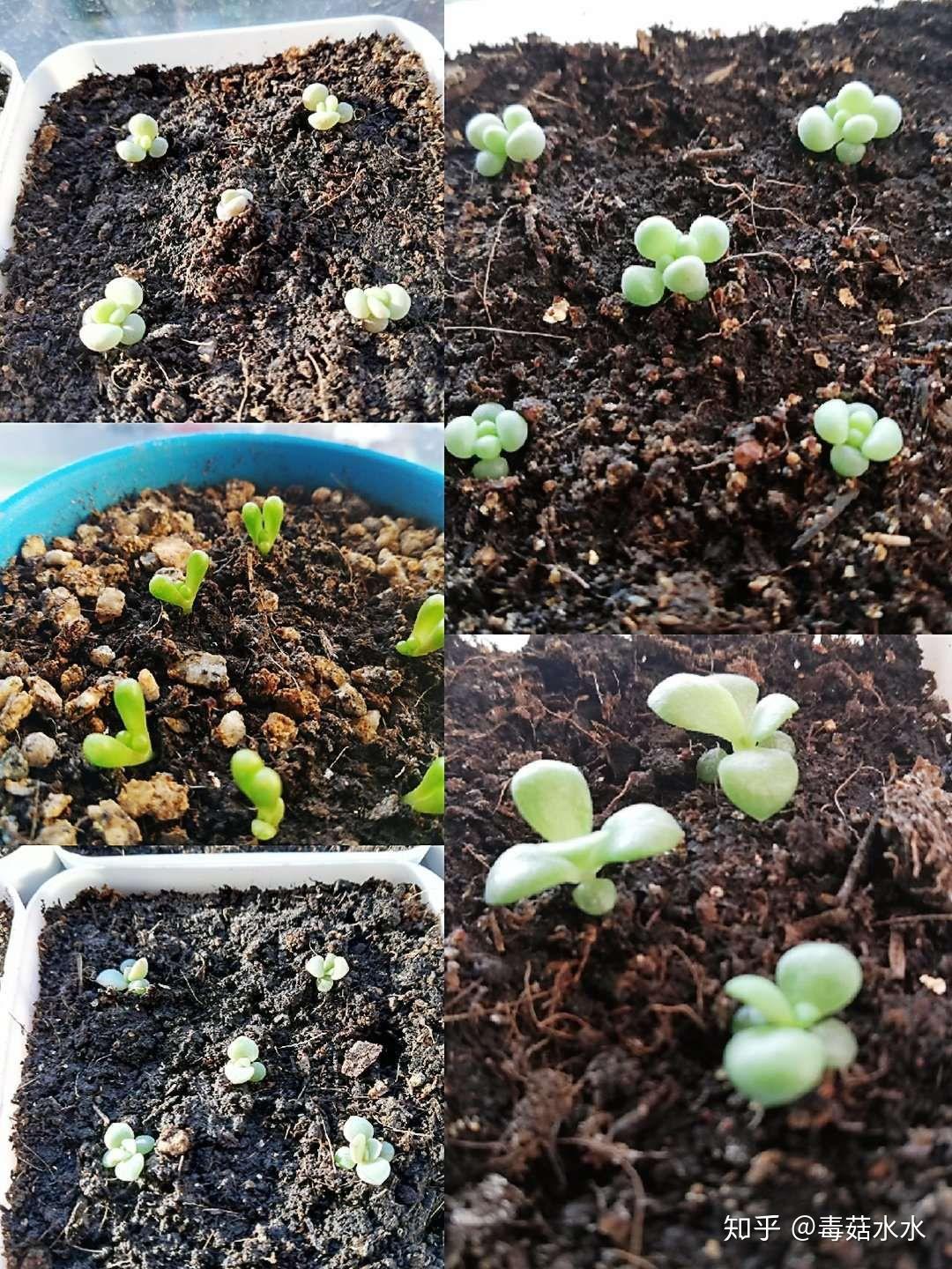 新手如何把多肉植物从种子养成植株？ - 知乎