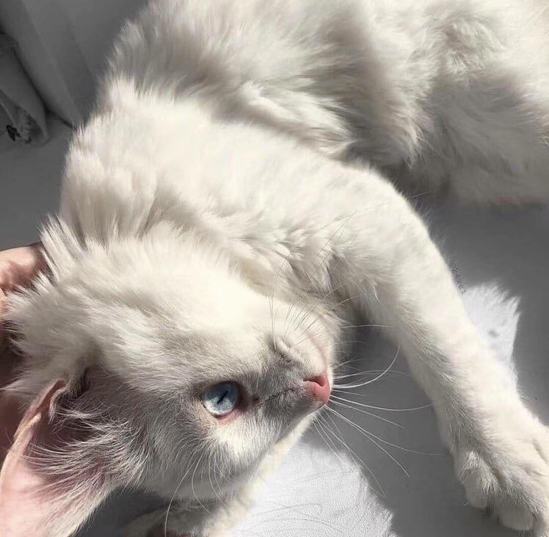 你们的手机壁纸微信头像聊天背景朋友圈相册封面都是什么有什么理由