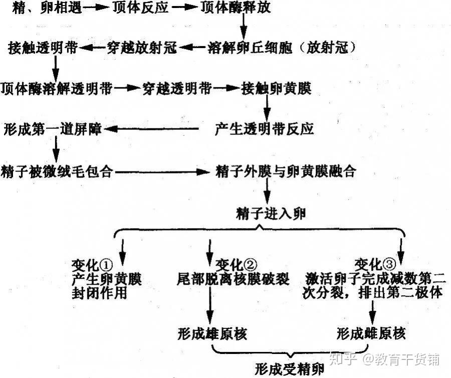 三,胚胎髮育胚胎髮育的過程包括卵裂期,桑葚期,囊胚期,原腸胚等時期.