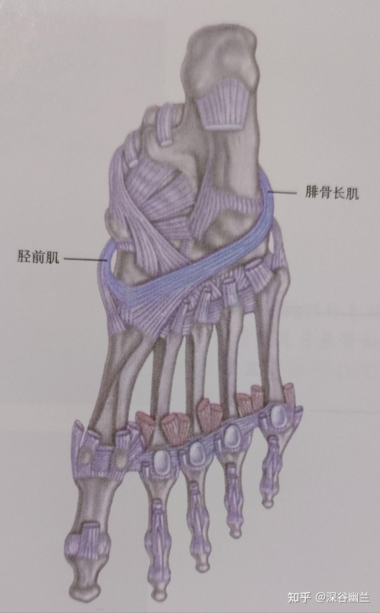 肌筋膜经线之螺旋线