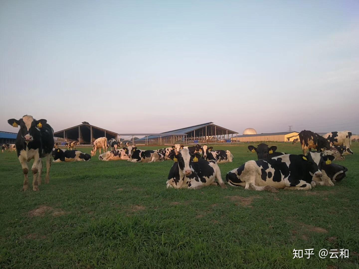 最后我们来到了花花牛集团新蔡瑞亚牧场.