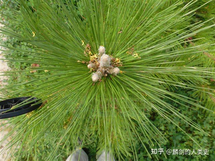 【地球生物全系列——植物篇】松柏目—松科(一) - 知乎