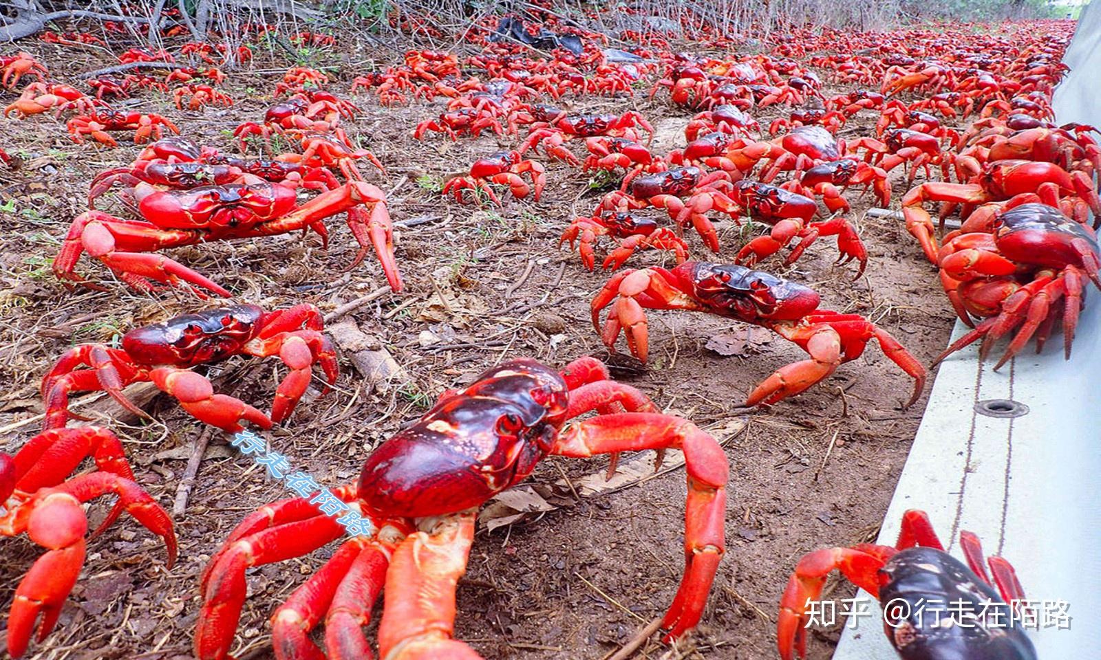 批发螃蟹赚钱吗知乎