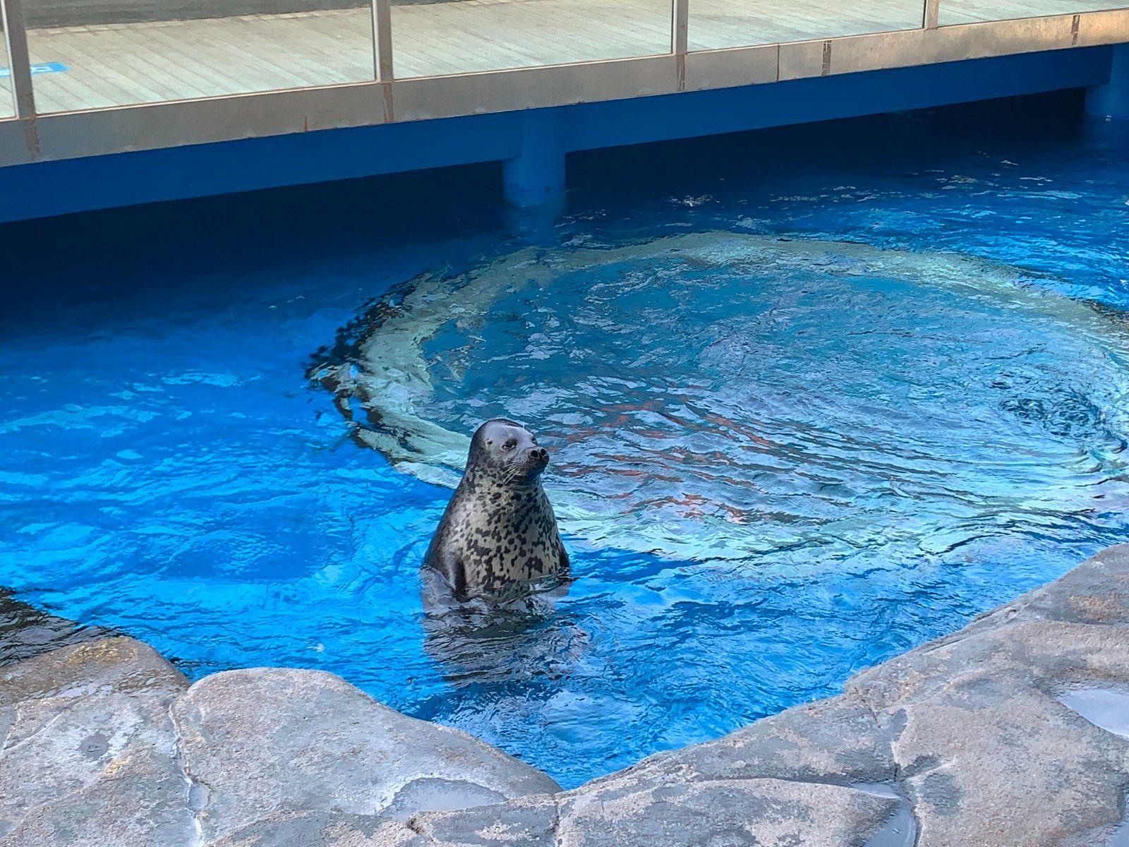 日照旅遊海洋公園親子游打卡攻略吃喝玩樂打卡路線分享