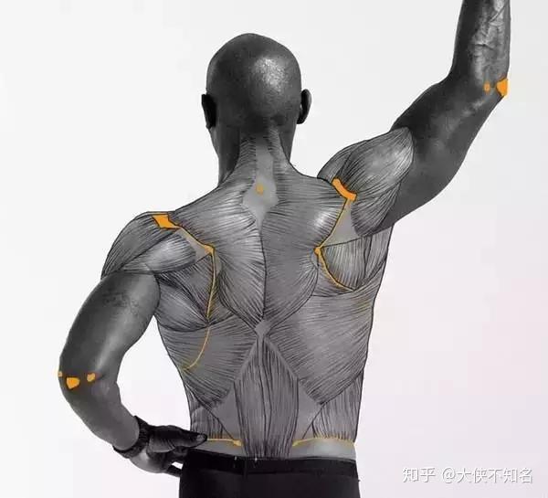 人体肌肉的绘画教学很清晰的肌肉线条参考
