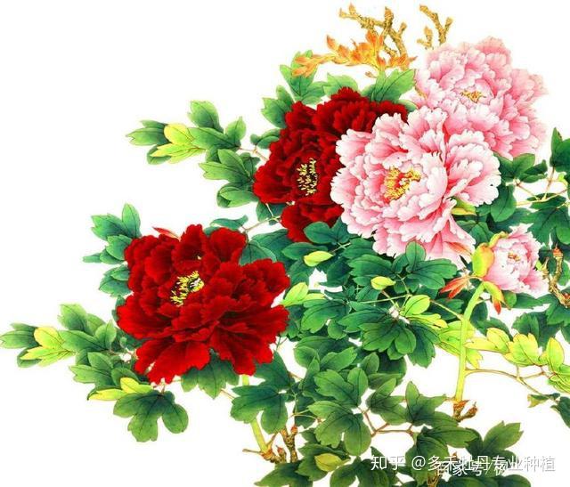 牡丹花的花语和寓意仅仅是富贵这么简单吗