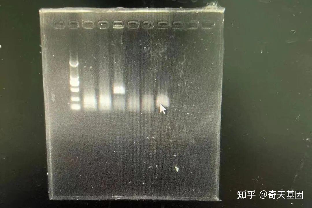 RAA等温技术课堂-琼脂糖凝胶电泳条带篇 - 知乎