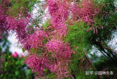 这些植物名,99%的人都会读错!