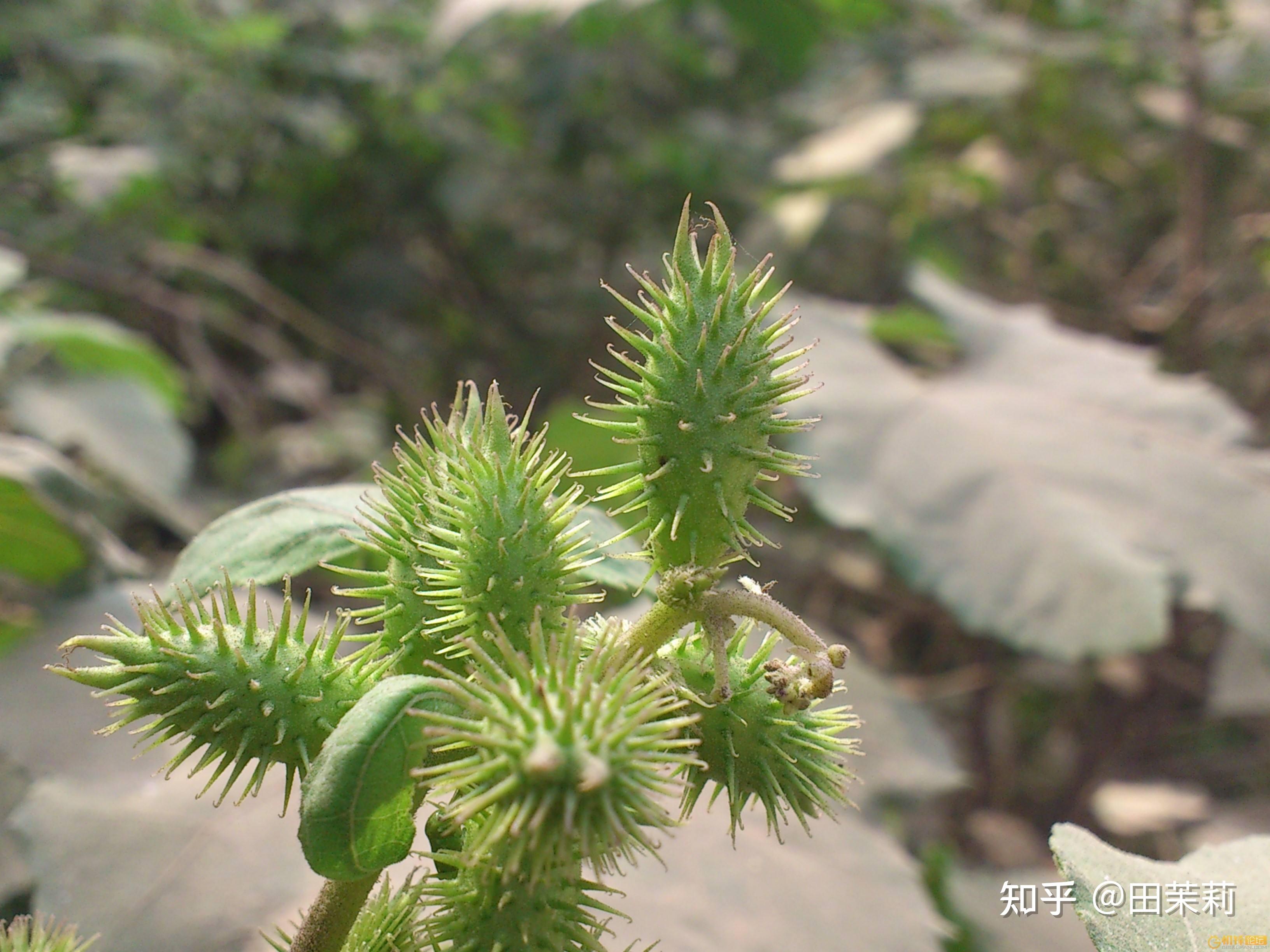 汗管瘤偏方|苍耳泡酒精反复擦就能去除汗管瘤?