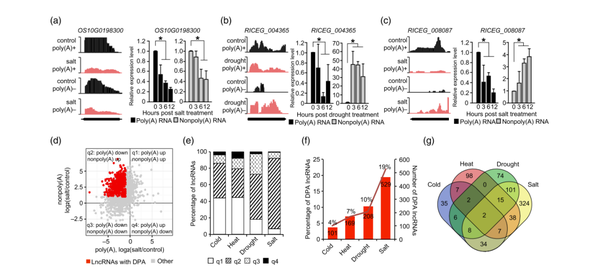 The Plant Journel| 清华大学戚益军教授|水稻lncRNA多腺苷酸化的胁迫响应调控 - 知乎