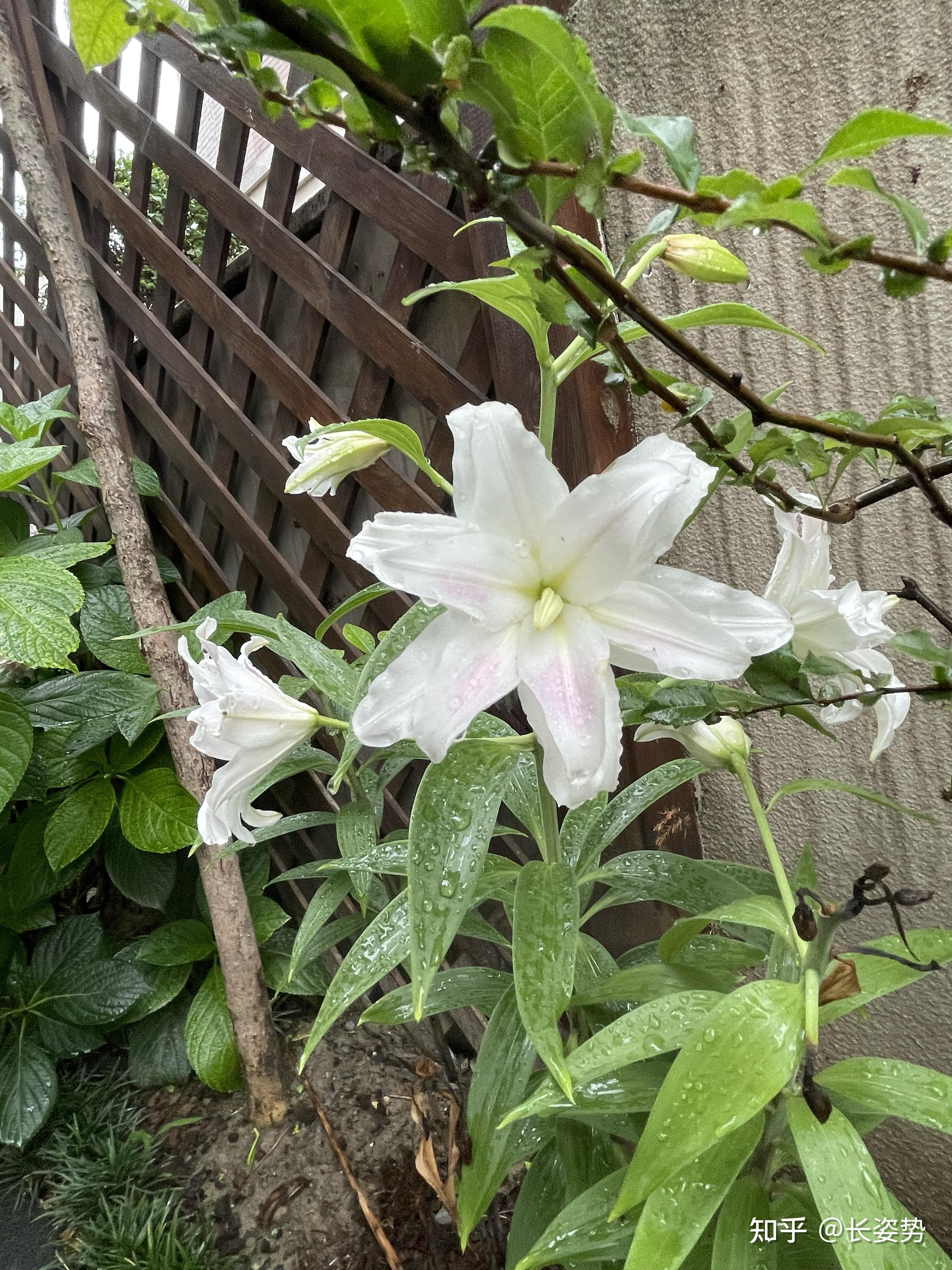 有沒有什麼清新脫俗逼格高的花朵