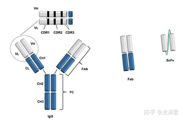 免疫学前沿材料 转载 Scfv 单链抗体 知乎