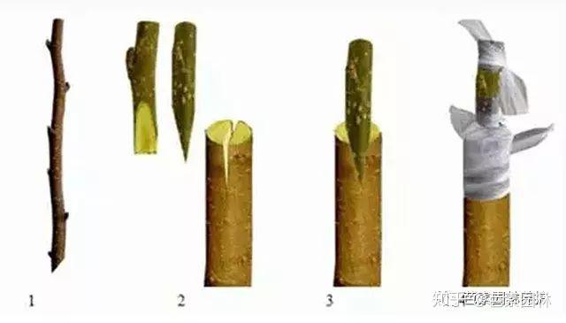 牡丹的几种繁殖方法
