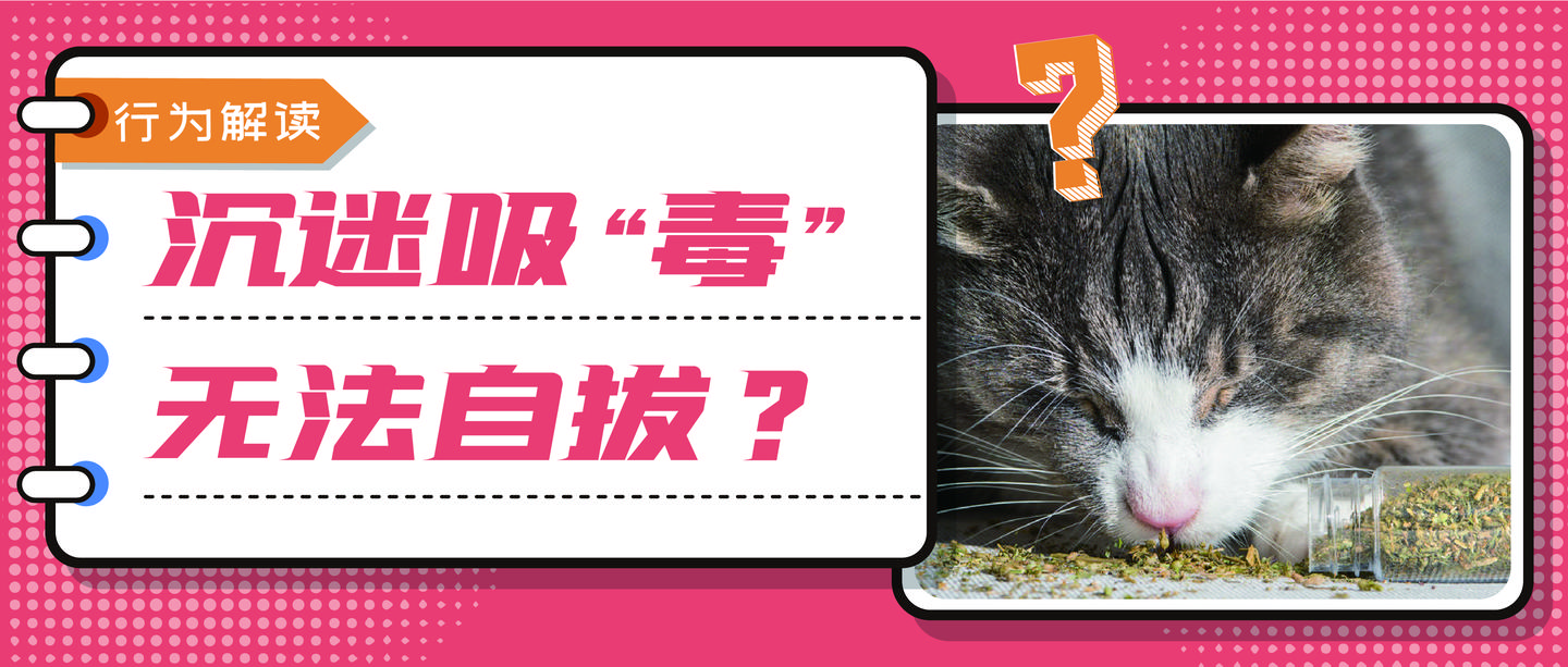 猫咪会对猫薄荷上瘾吗 经常吸有什么危害 知乎