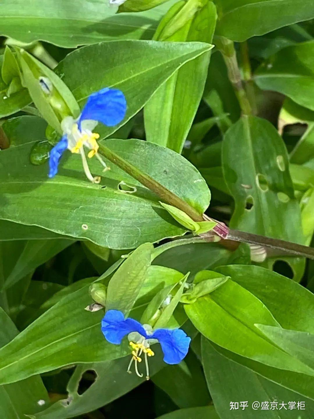 鸭跖草:又叫"痰火草",小时候常割来喂猪,现在很多人不知道它的药用