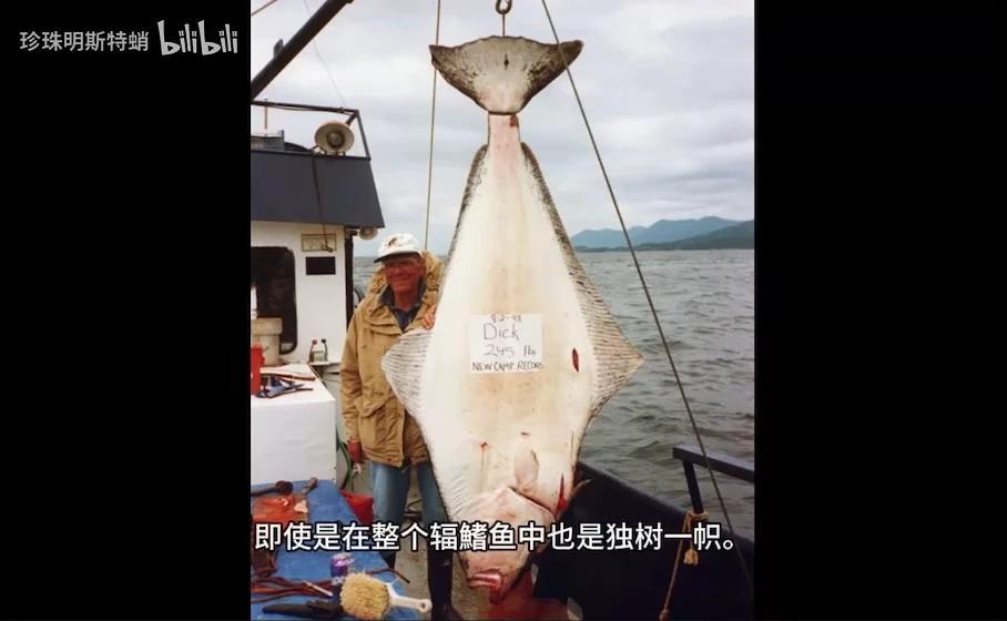 你可能吃过的“巨型比目鱼” 最大鲽形目-庸鲽属的简单介绍 - 知乎