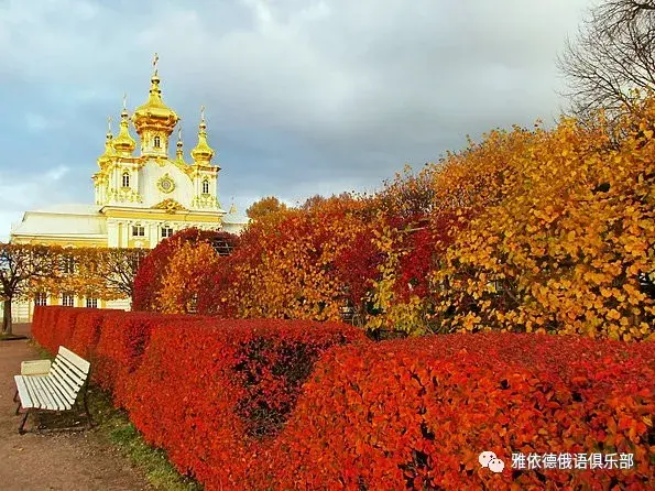 迷人的金色俄罗斯