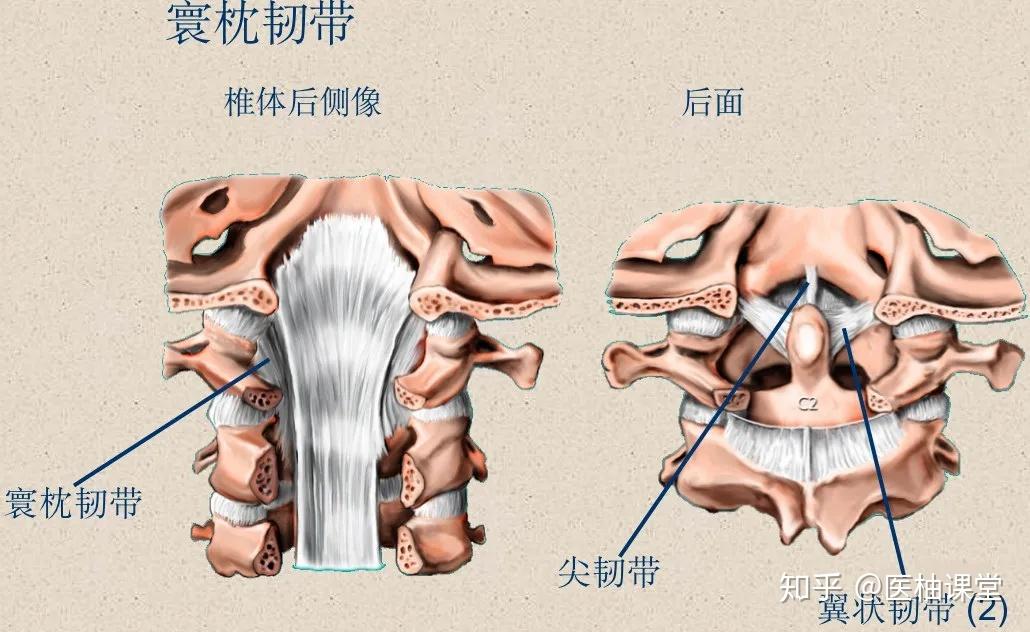 脊柱超详细解剖,高清图文版 - 知乎