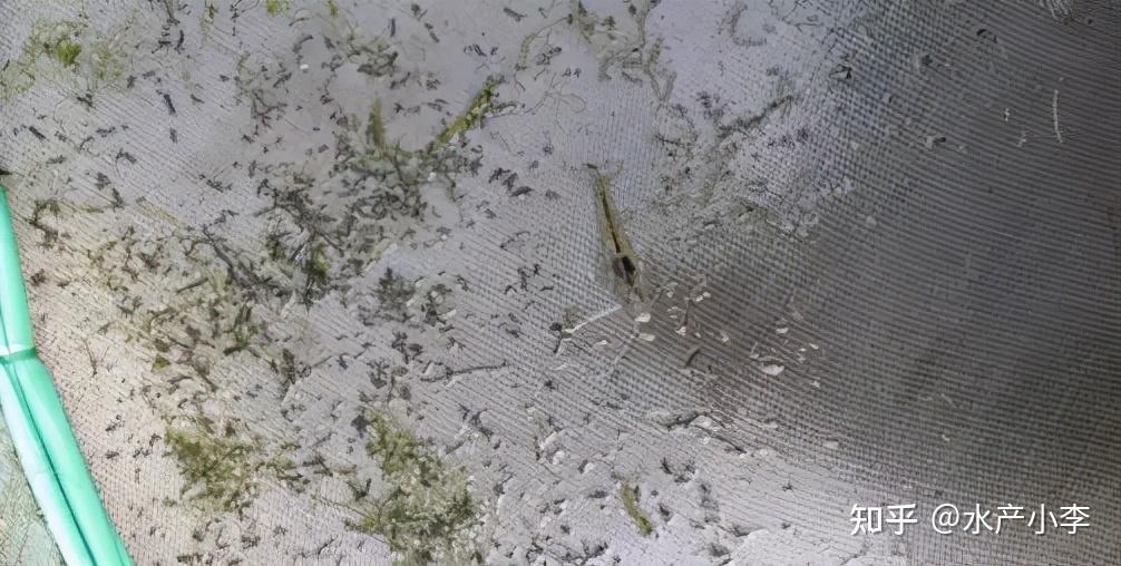 看粪便诊虾病,对虾养殖中常见的五种粪便及处理方案