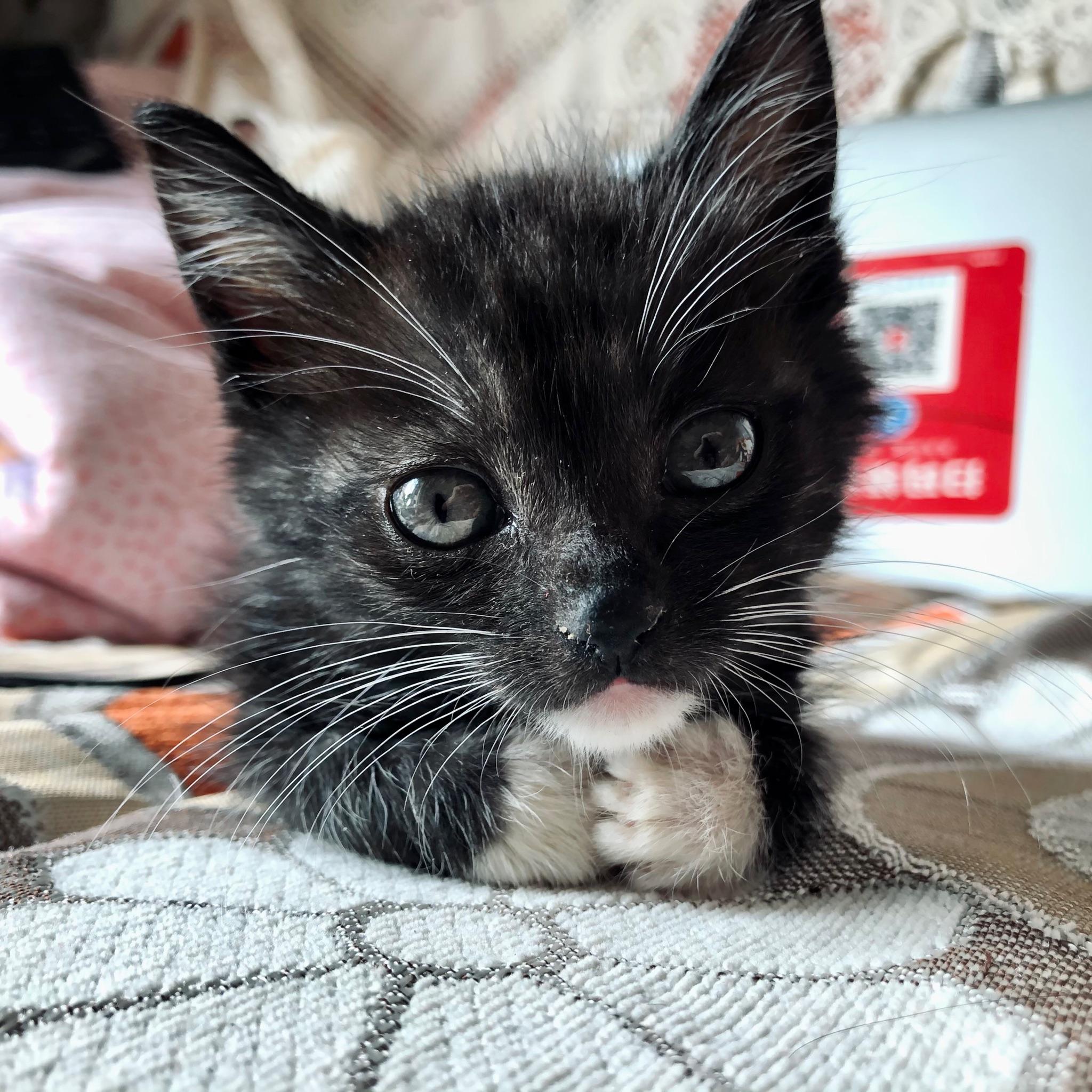 如何用手机拍好一只乌云盖雪的猫