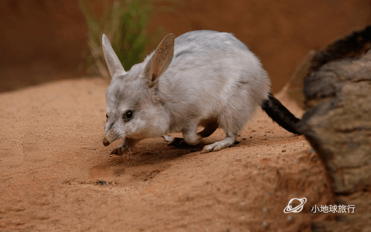 澳大利亚境内最神秘生物巨型兔耳袋狸萌萌哒澳大利亚小众旅行攻略