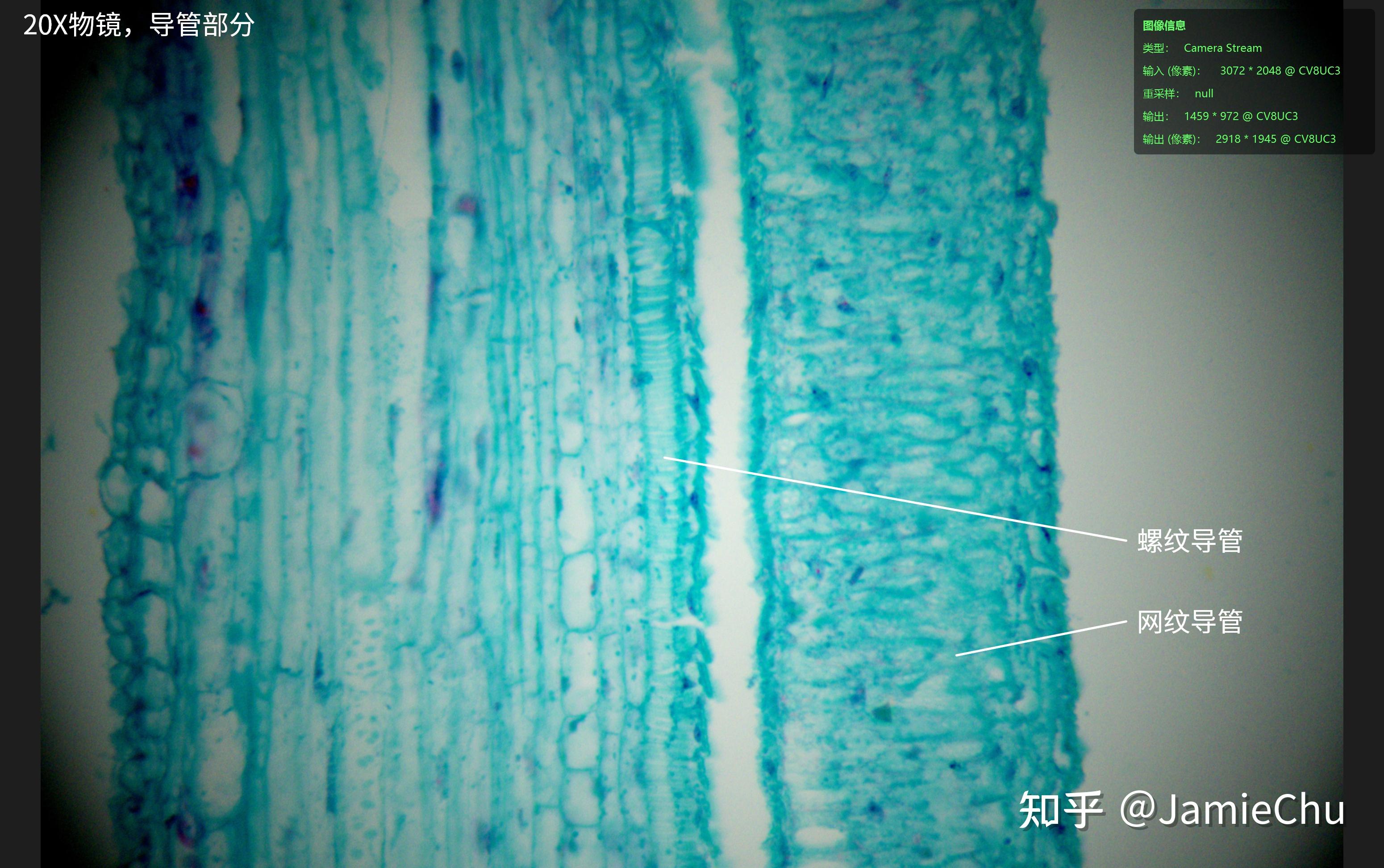 南瓜茎纵切结构图筛管图片