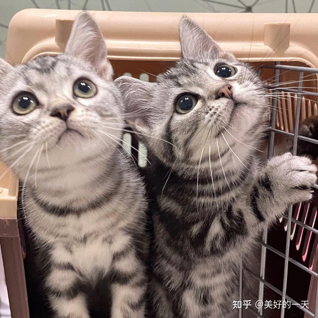 假如猫咪的寿命有段位中华田园猫赢麻了