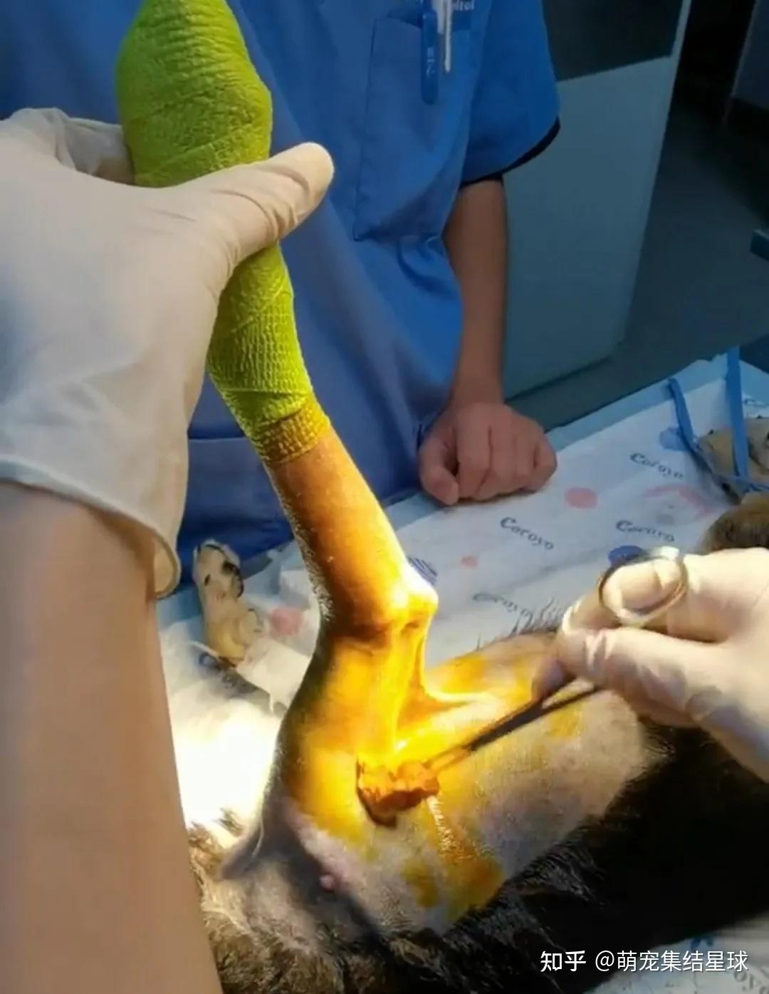 流浪狗被汽车轧断了脚,救助人这一举动感动了无数网友!