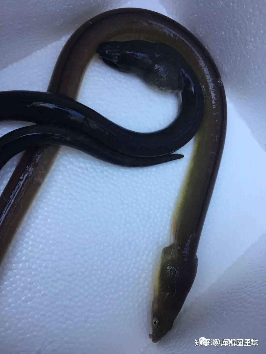 杜龙欠桶 - 知乎