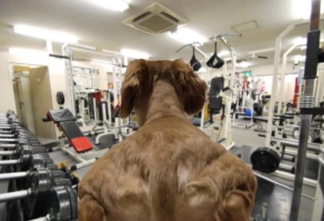 恶霸犬肌肉背部图片