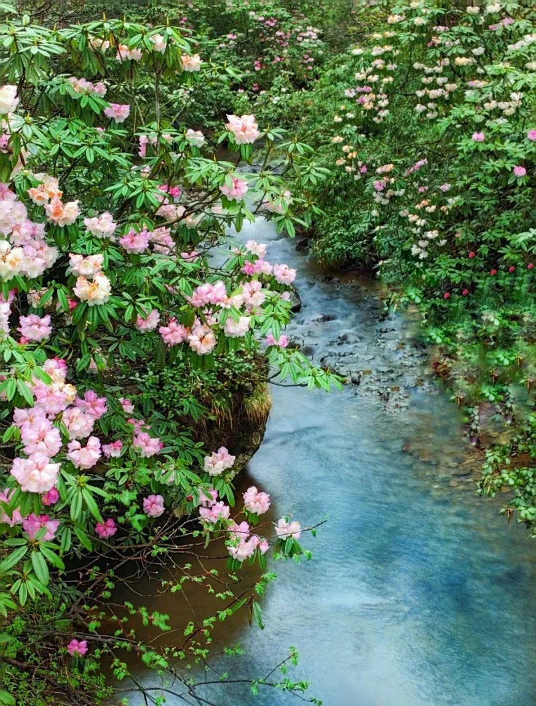 拍摄 | 王丽雅瓦屋山杜鹃花品种有47个,生长于海拔1400米-2800米的