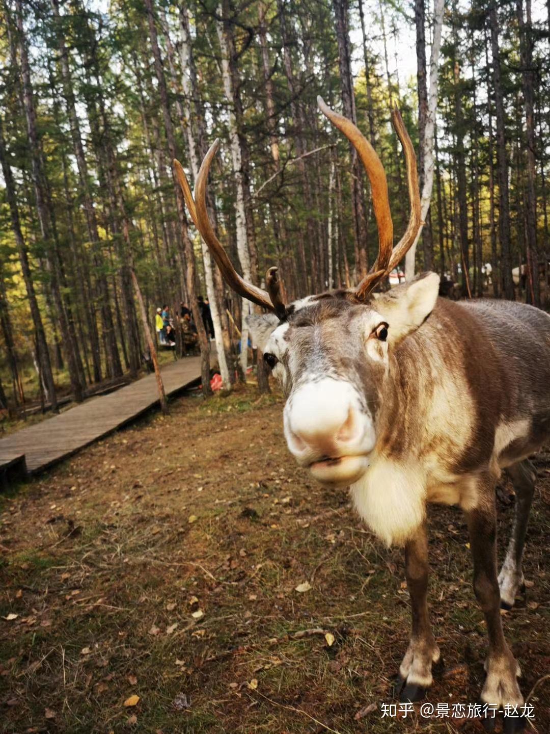 秋季来漠河鄂温克驯鹿部落