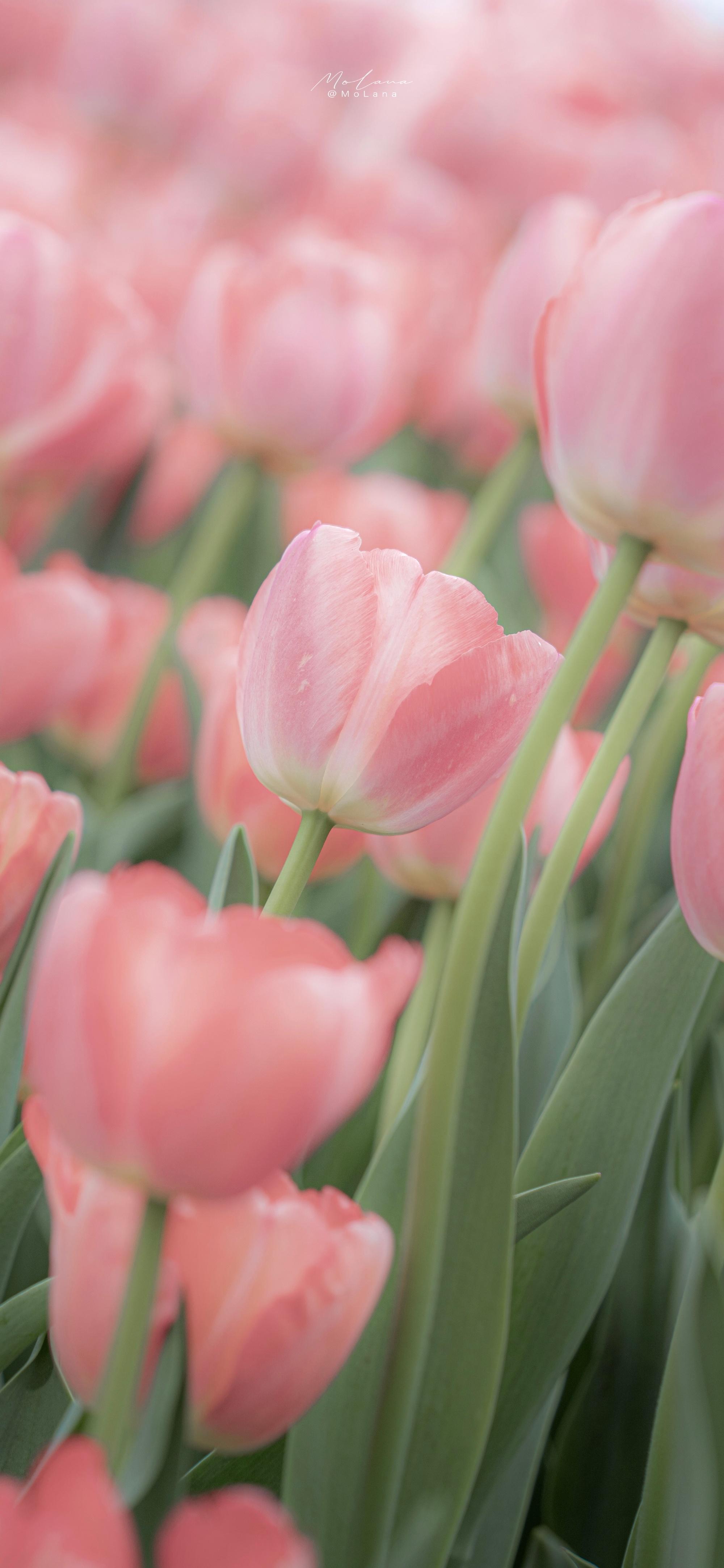 手机壁纸郁金香手机壁纸