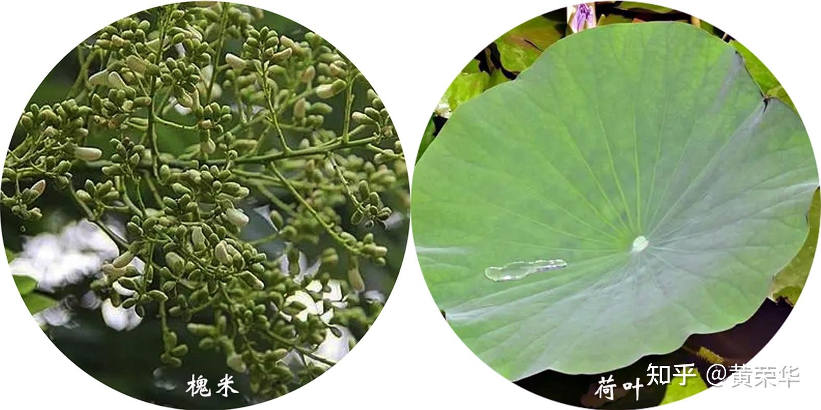 中国传统色:姚黄 - 知乎
