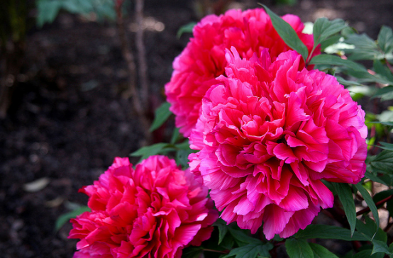 国花知多少亚洲篇