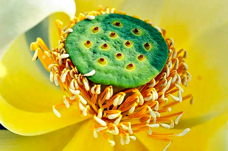 名松堂中医养生知识科普莲须不仅可以固肾涩精对孕妇有很大的好处中