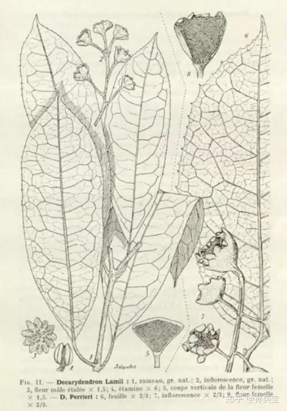 科学绘画被子植物玉盘桂科的成员1