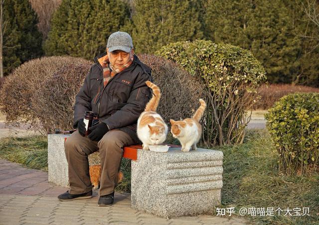 为什么连钟南山院士也推荐养猫?真相有7个!