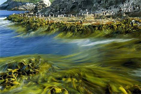 那些巨大海洋生物你知道多少? - 知乎
