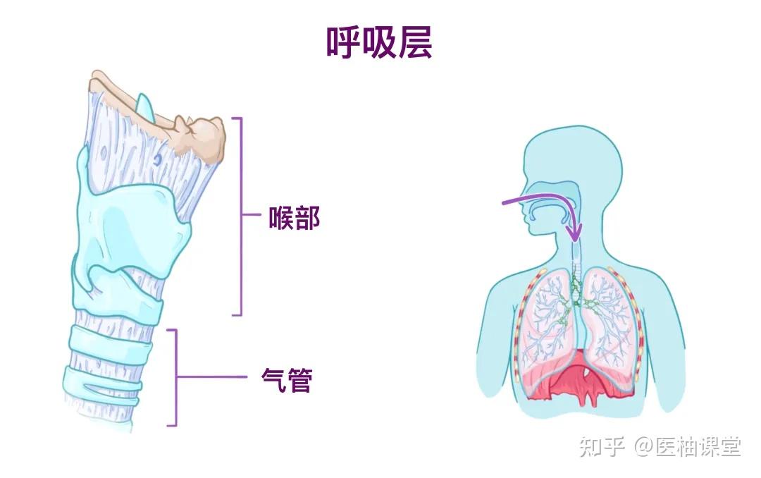 人体解剖学基础:喉和气管 - 知乎
