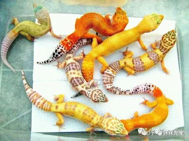 怎样区分豹纹守宫的基因? - 知乎