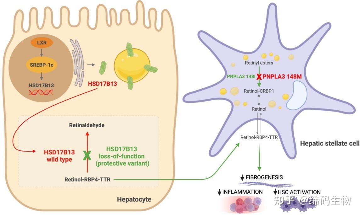 hsd17b13nash治疗新兴靶点